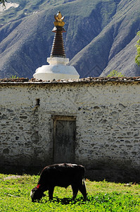 年轻的户外壁画中绿草地上的一只小山牛景观图片