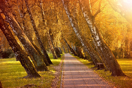 秋季森林公园中的道路图片