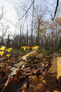 晴天为了森林或公园的秋季风景树木叶落下秋天气温暖和阳光明媚美丽的图片