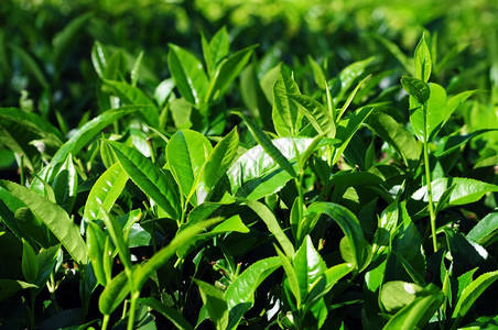 清晨太阳下茶叶种植场物群户外夏天图片