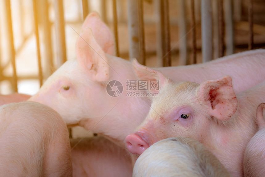 非洲人可爱的小粉红猪非洲热和流感概念畜牧养猪肉业肥在草棚或谷仓中喂养牛群图片