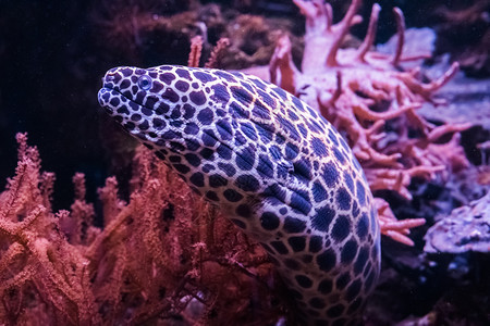 一条来自太平洋的有趣热带鱼一只从藏身处溜出而来的小海尾紧闭着一条带子的莫雷鱼斑贸易礁石图片