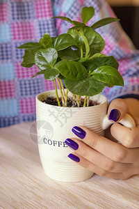 地面一种个女孩的手拿着一个杯子盛满年轻植物咖啡的女孩绿色图片