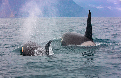 一对短暂的虎鲸穿越阿瓦查湾水域堪察特卡选择焦点另一对短暂的虎鲸穿过水域这对长途虎鲸通过水域在蓝色的杀手图片