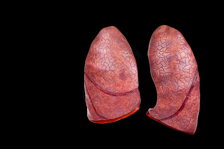 疾病两种人类肺作为在黑色背景上分离的模型外部健康图片