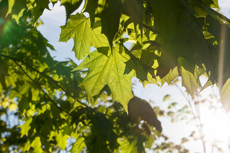 枫树木有机的青叶绿阳光从后面照亮夏天树上的半透明叶子青树的图片