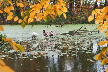 鸟湖上的天鹅秋池塘上的灰鹅秋池塘上的灰鹅湖漂浮座图片