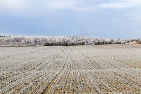 空白的在一个农耕田地上长的冻霜覆盖小麦其底边是冻冷的树木天气晴朗冬季风景木头场地图片
