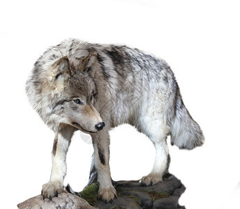 灰的黑狼可能是白背景的狼疮危险眼睛冬季图片