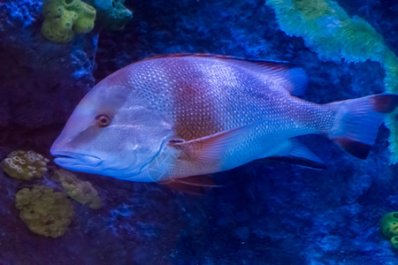 年轻的成红帝鲷来自太平洋的热带观赏鱼乐队物种图片