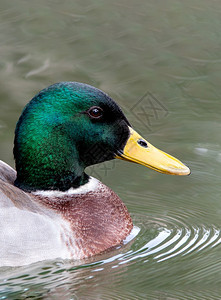 河美丽的鸭子绿头在湖中游泳动物可爱的图片