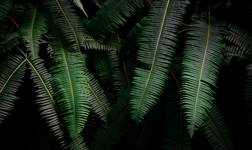 墙纸稠密林中黑暗的绿野生叶底深褐色子在夜间花园里生长大自然抽象背景热带森林中美丽的黑绿树叶纹质春天图片