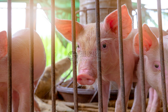 行业圊配种非洲猪热和流感概念非洲肉市场圈中养蜂的蜜麦动物小猪鼠粉色头圈中的粉红图片