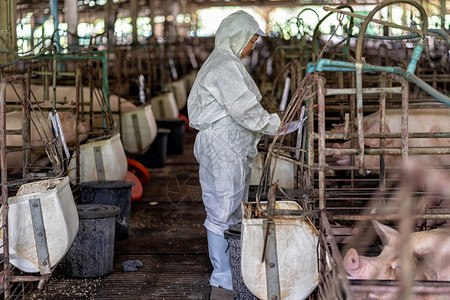 农民业亚洲兽医在猪养殖场动物和猪养殖业工作并检查婴儿猪的情况健康工人高清图片素材