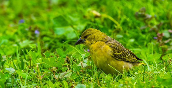 雀自然形目站在草地上的一只黄色雌织女鸟来自非洲的热带鸟类种图片