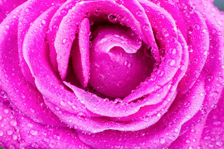 概念的雨天过后粉红玫瑰和水滴的宏观图象半透明球体图片
