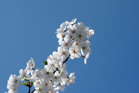 季节植物群自然最早的春天果花图片