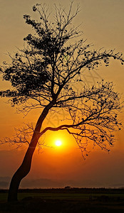 结尾热的夜晚太阳下山天空如橙色闪亮日落时树枝的周光分支图片