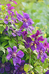 季节夏天房子附近的铁线莲美丽花朵园里生长的铁线莲大丛在房子附近的花园里攀爬美丽的紫色铁线莲花美丽的蓝色铁线莲花朵园的装饰图片