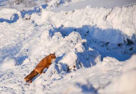 雪中的小狐狸图片