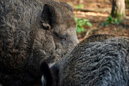 毛皮猪发烧时在森林里猎野猪棕色的肉图片