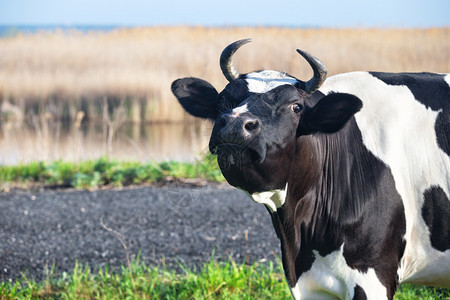 黑色和白的奶牛在地表背景上灰牛仰望着观景者夏月风非城市观乡村的图片
