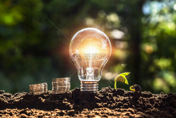具有金钱和以土壤阳光为背景的年轻植物生态电灯泡并具备土地阳光背景有创造力的量解决方案图片
