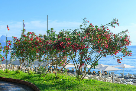 新鲜的火鸡位于土耳其基米尔市中心海滩的Oleander花朵园艺图片