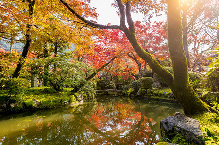 太阳秋公园的多彩树叶天枫图片