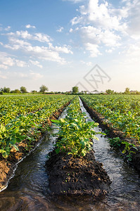 给马铃薯种植园浇水流过灌溉渠为田地提供生命所需的水分农作物地表灌溉欧洲农业学土地控制蔬菜图片