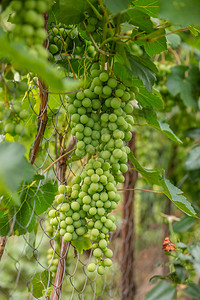 新鲜的葡萄园美丽夏藤上绿葡萄多串有机水果夏藤上的绿葡萄多串图片