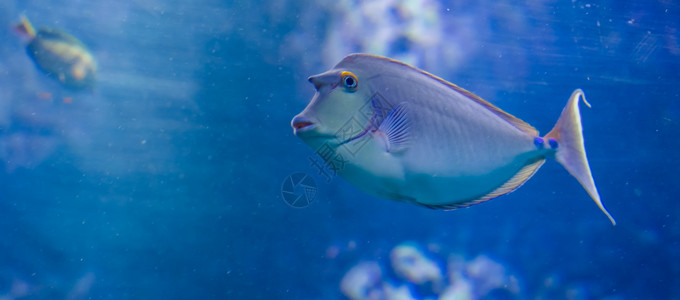 异国情调海棘科紧闭的蓝鳍独角兽鱼来自哈瓦伊的角有趣热带鱼图片