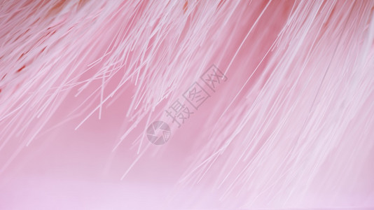 墙纸合成的锯多光纤维粉红色图片