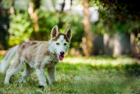 毛皮秋天可爱的蓝眼睛西比莉亚哈斯基小狗在孤立的背景中美丽图片