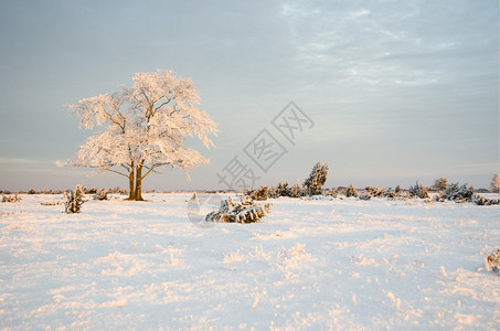 乡村的一月寒冷冬日清晨阳光初明时有一棵霜冻的树纯度图片