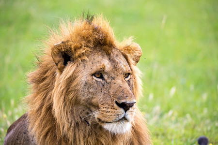 一只大狮子的面孔在紧闭中一只大狮子的面孔在紧闭中野生动物黑豹哺乳图片