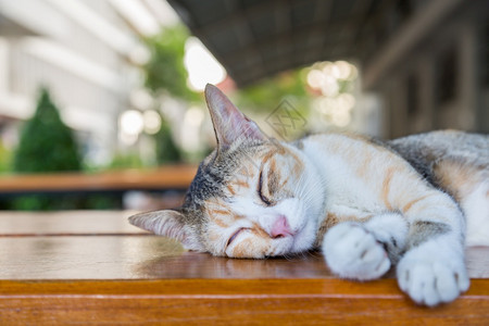 看棕色木头桌背景上的睡猫咪肖像图片