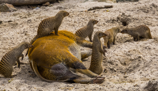 成人一群带条的蒙戈斯其中一只坐在红河猪的顶上动物群聚有趣的动物行为来自非洲的热带动物种非洲人有蹄类动物图片