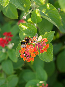昆虫黄色的夏天红花马缨丹卡拉和蜜蜂美丽的开花植物红马缨丹卡拉和蜜蜂美丽的开花植物图片