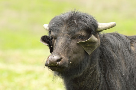 家庭水牛的肖像画超出焦点背景V水牛小动物国内的草食图片
