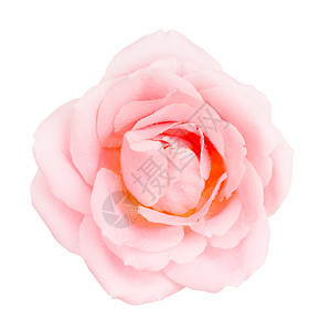 单粉色玫瑰花孤立在白色顶端的视野粉色热情园艺图片