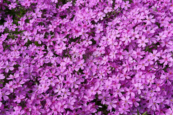 温和的公园背景丁香花来自粉红色的小花背景来自粉红色的小花背景丁香园艺图片