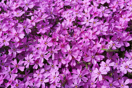 背景丁香花来自粉红色的小花背景来自粉红色的小花背景丁香店公园芽图片