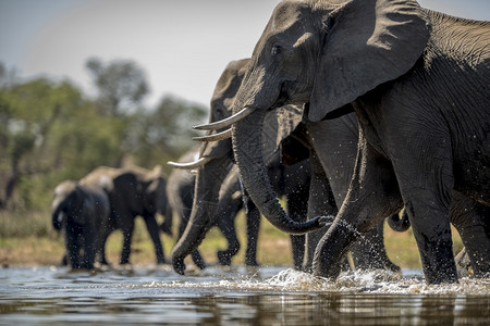 大象喝水的美丽照片大象喝水的美丽照片国民旅行图片