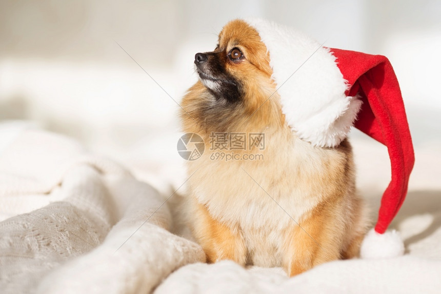 红色圣塔帽子诞狗新年卡快乐2018年有一狗标志的轻波美拉尼亚小狗微型圣诞节可爱的图片