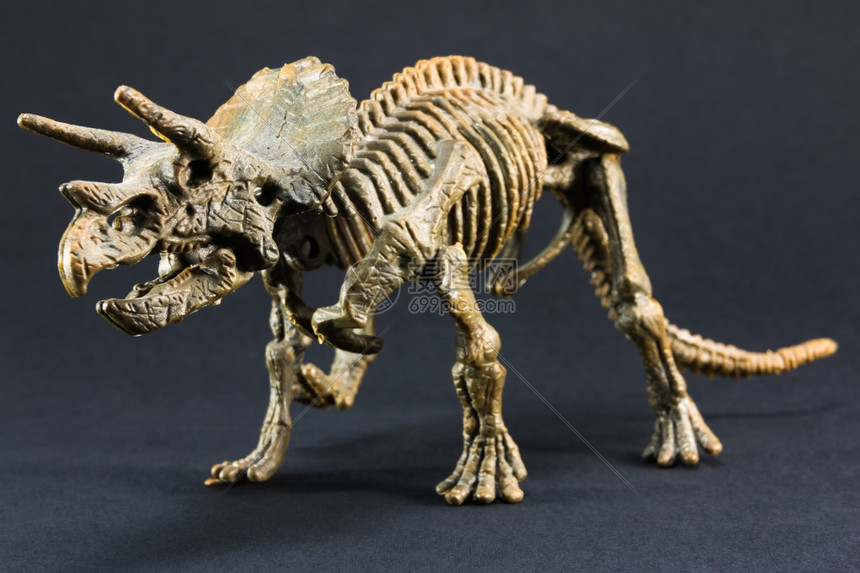 黑色背景的三角形化石恐龙骨架模型玩具爬虫史前骨骼图片