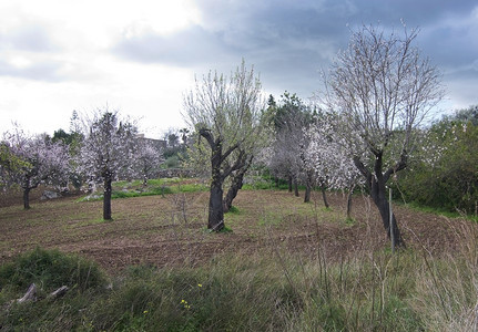植物阳光农村盛开的杏仁树马略卡岛2月西班牙巴利阿里群岛马略卡的蓝天乡村景观中盛开的杏仁树图片