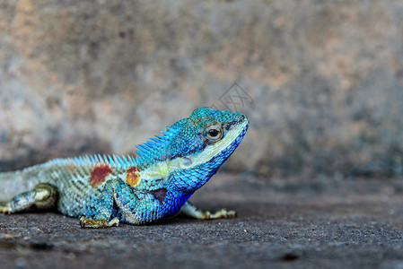 印度支那森林蜥蜴或CalotesMystaceus位于古老的水泥墙壁上蓝色变龙背景眼睛自然阿加米德图片