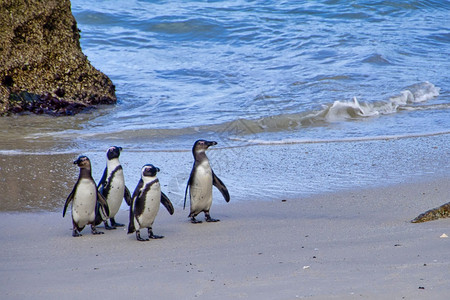鸟类学非洲企鹅SpheniscusdemersusBoulders企鹅殖民地表山公园南非开普敦的自由图片