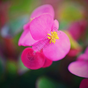 自然叶子框架花坛秋海棠中盛开的粉红色花朵图片